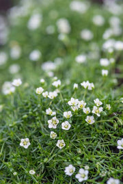 Sagina subulata