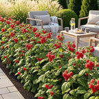 Framboos Rubus idaeus Ottawa, plant voor tuin en border