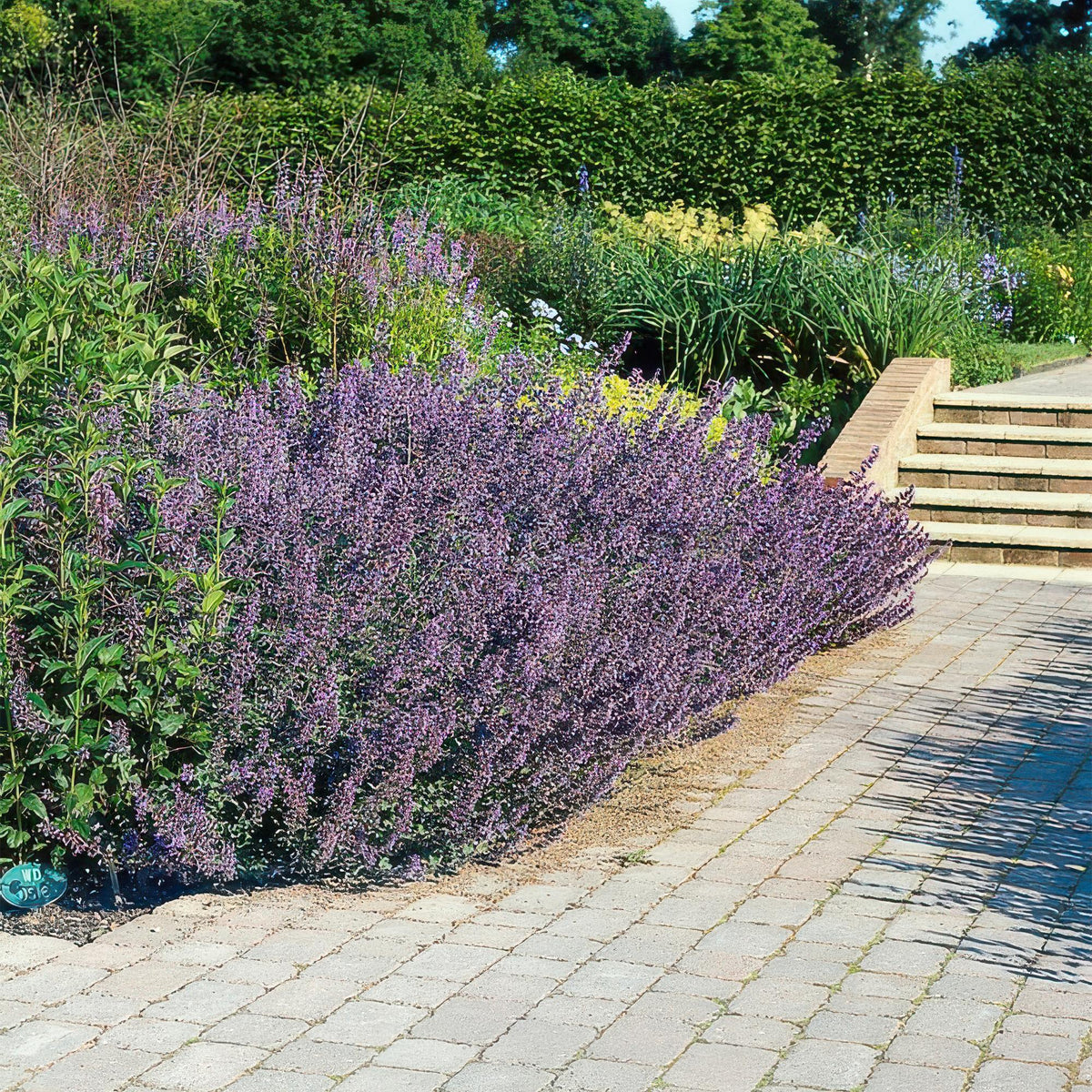 Nepeta 'Six Hills Giant', gezonde plant