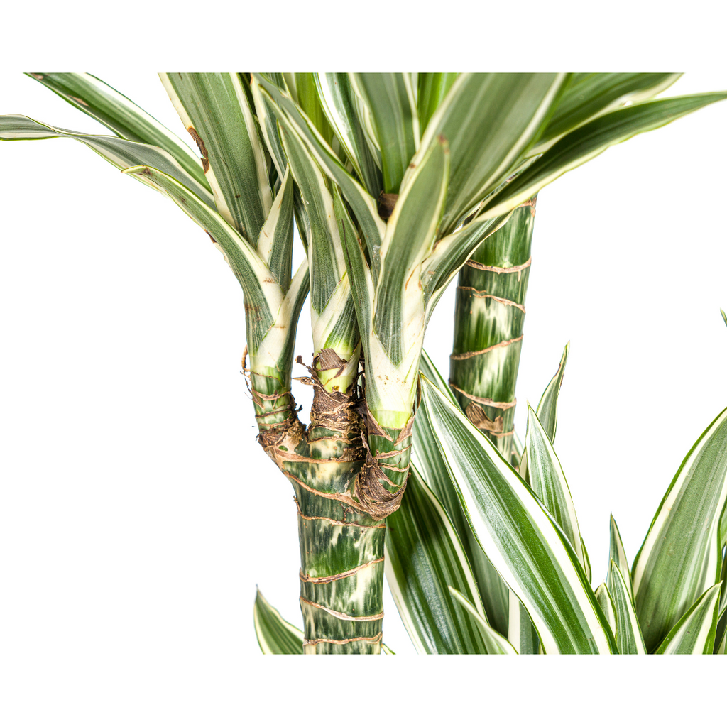Dracaena Deremensis White Stripe, groene bladeren