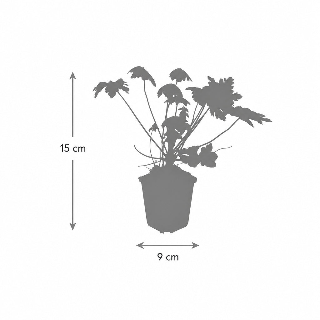Geranium macr. 'Spessart', groene bladeren