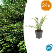 Lonicera pileata &