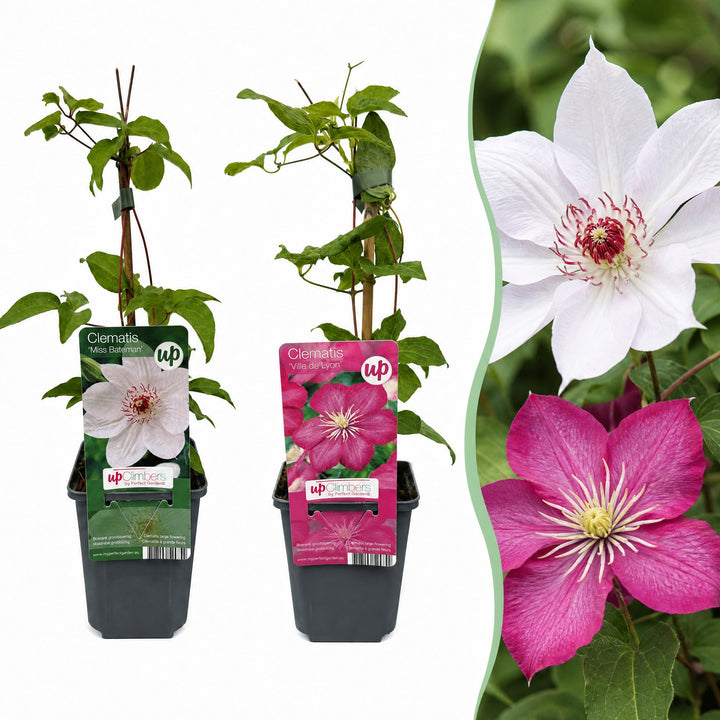Clematis duo roze en wit - bosrank - set van 4 - Ø9 cm