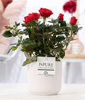 Rosa Red In P&PURE Sophie Ceramics White, plant in pot