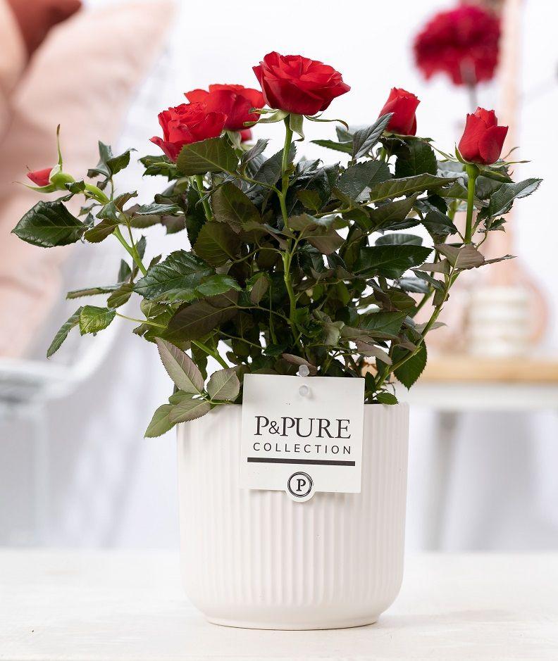 Rosa Red In P&PURE Sophie Ceramics White, plant in pot