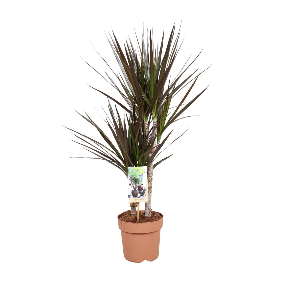 Productfoto van Dracaena Magenta