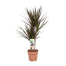 Dracaena Magenta
