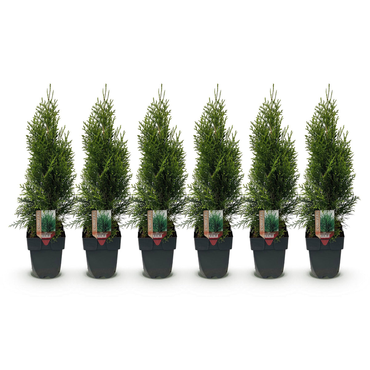 Thuja occidentalis Smaragd, plant voor tuin en border