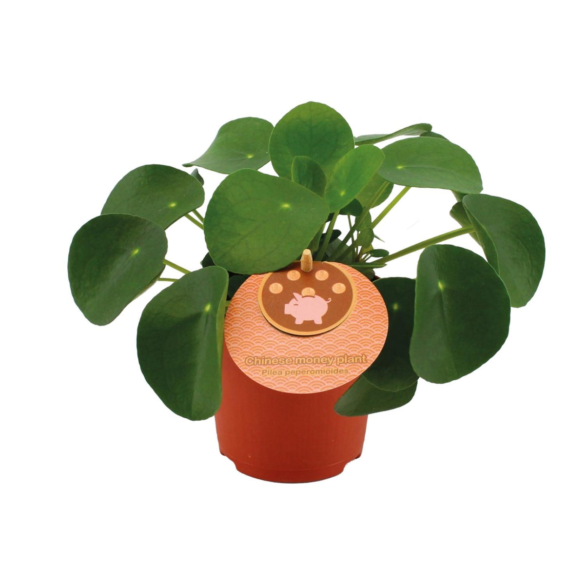 Productfoto van Pilea Peperomioides