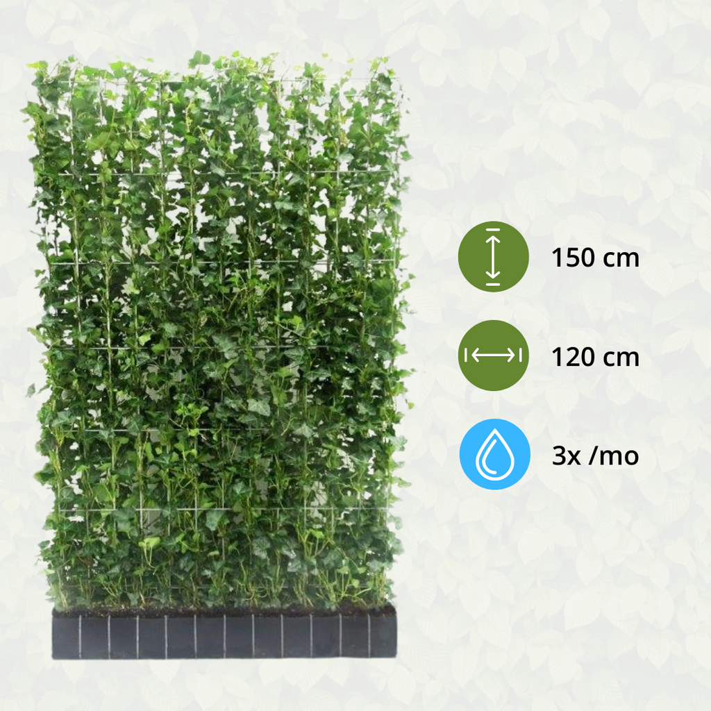 Klimophaag Hedera hibernica kant-en-klaar, B120 x H150 cm, sterke plant