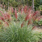 Miscanthus sin. Red Chief - Prachtriet - Met Pluim, compacte plant