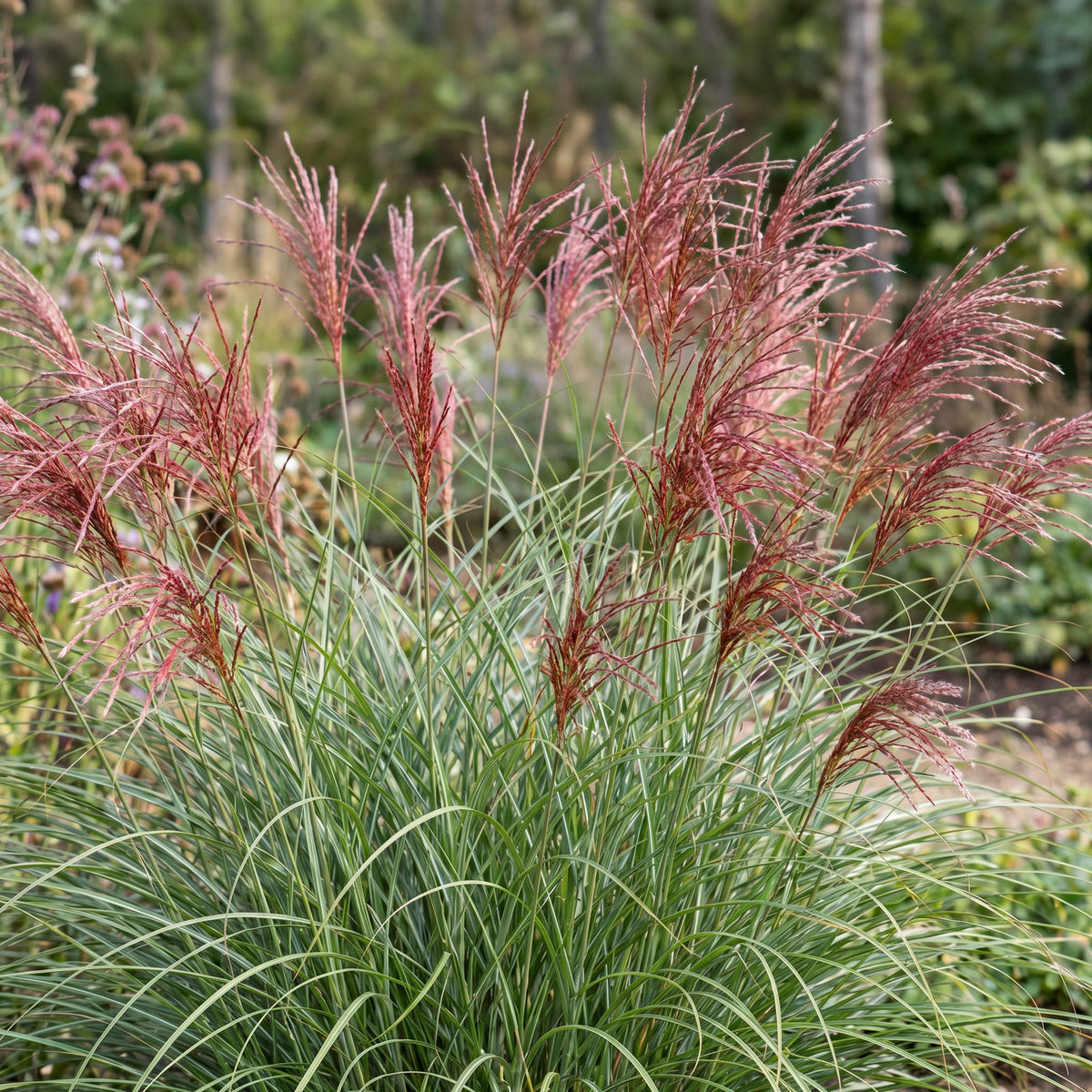 Miscanthus sin. Red Chief - Prachtriet - Met Pluim, compacte plant