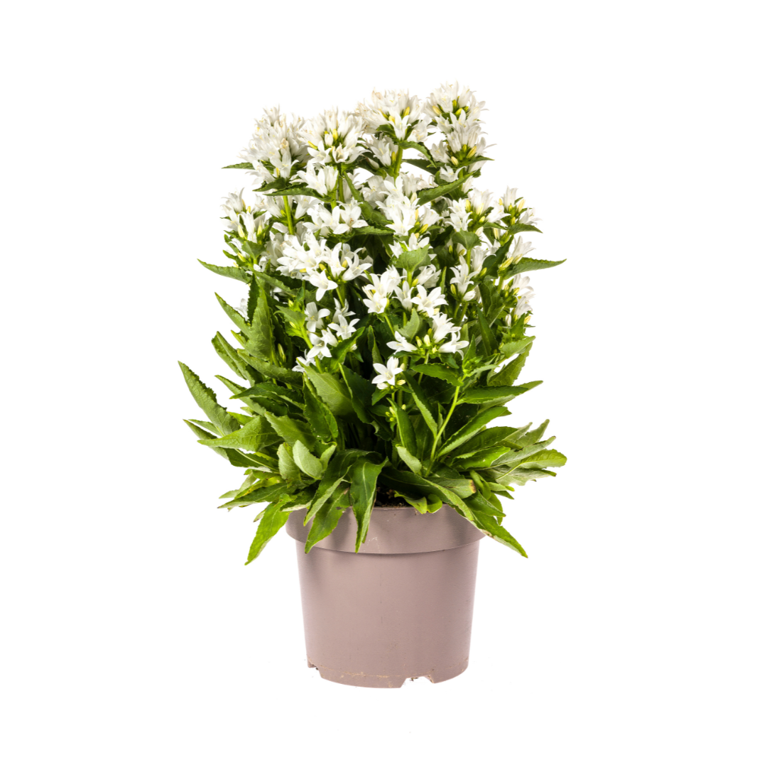 Campanula Glomerata Genti White, plant in pot