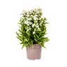 Campanula Glomerata Genti White