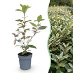 Olijfwilg Compacta, groene bladeren