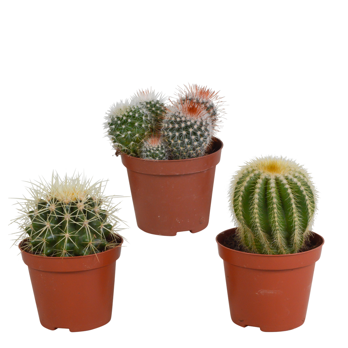 Productafbeelding van Pureplant