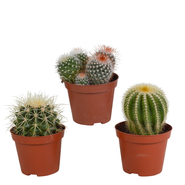 Bolcactus mix | 3 stuks - zonder pot