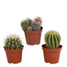 Bolcactus mix | 3 stuks - zonder pot
