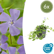 Vinca minor &
