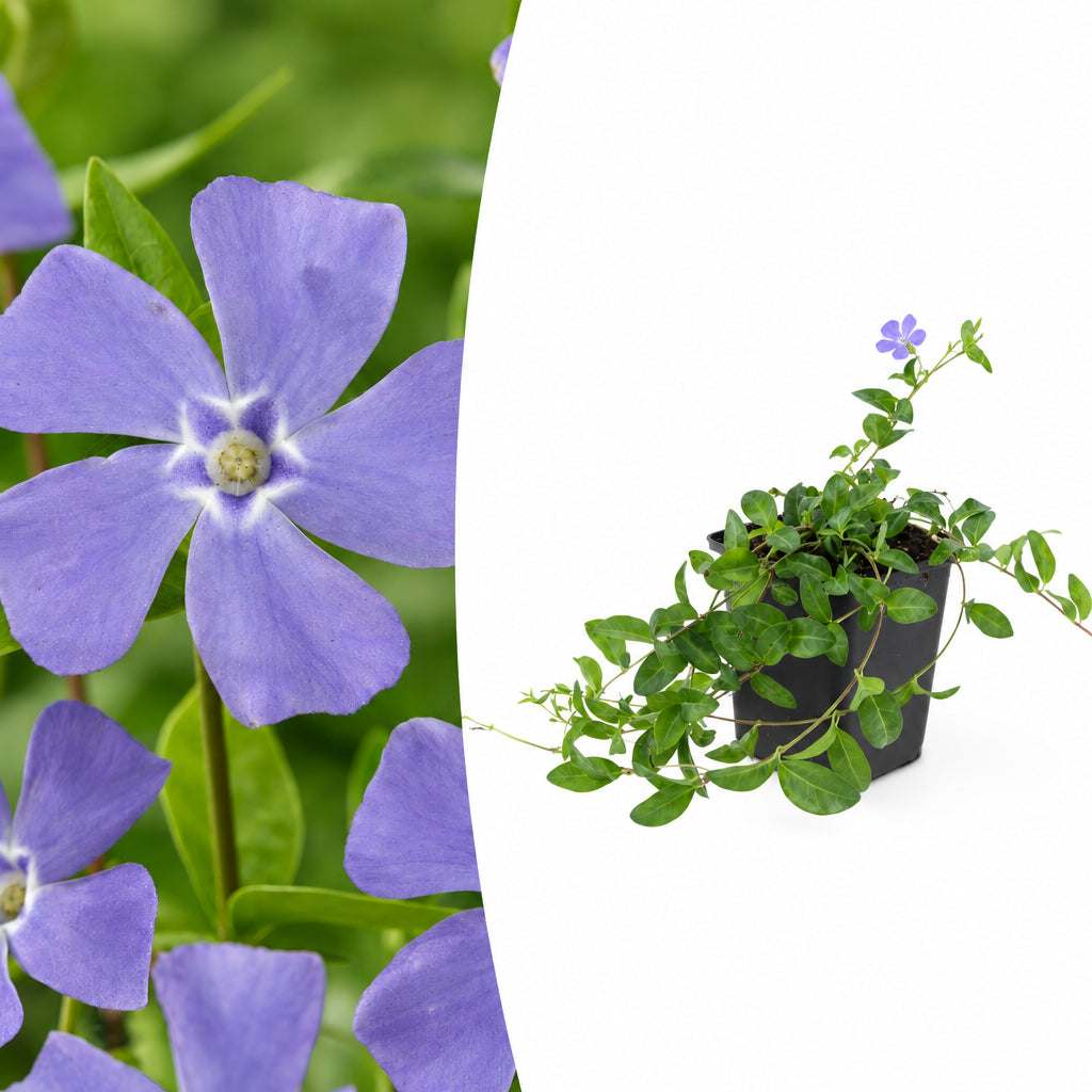 Vinca minor 'La Grave', plant in pot