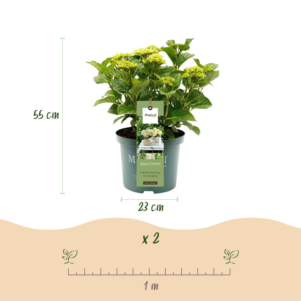 Hortensia Hydrangea Magical Nobless, groene bladeren