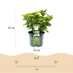 Hortensia Hydrangea Magical Nobless, groene bladeren
