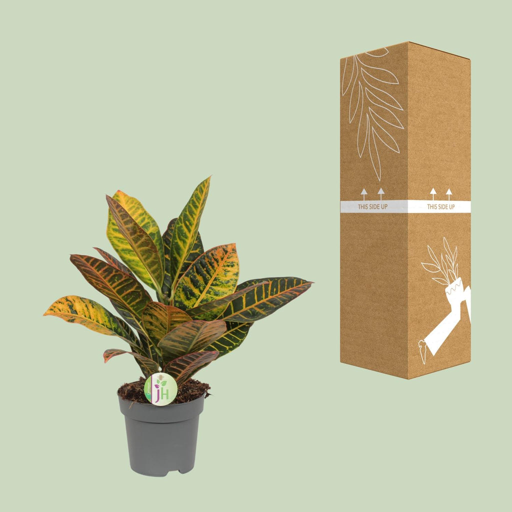 Detailfoto van Codiaeum Petra - Croton