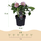 Lenten rose Helleborus orientalis Double Ellen Pink, groeiwijze van de plant