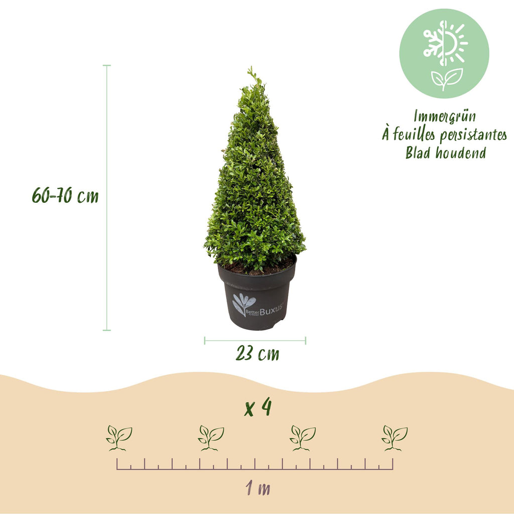 Buxus piramide BetterBuxus Skylight, compacte plant