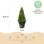 Buxus piramide BetterBuxus Skylight, compacte plant
