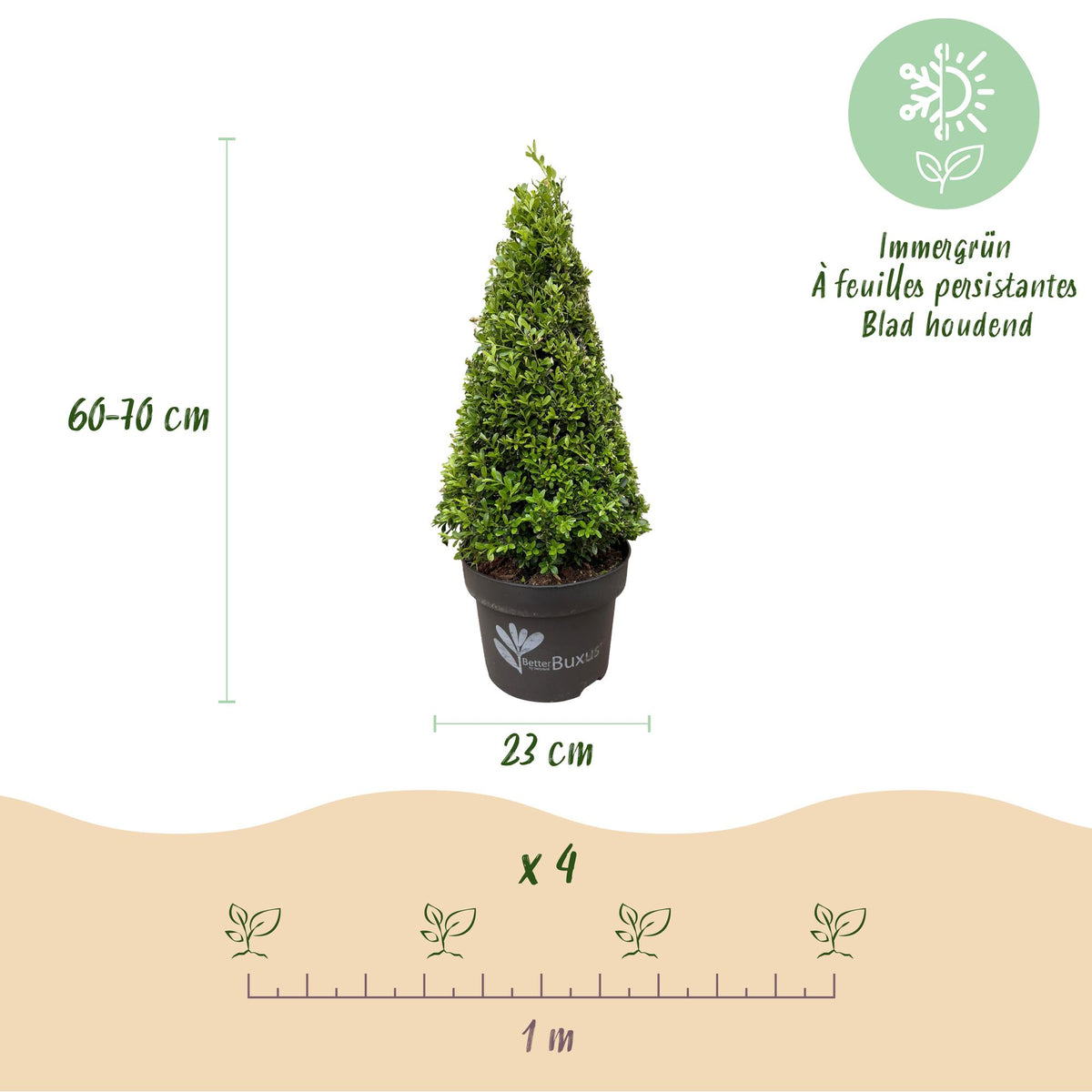 Buxus piramide BetterBuxus Skylight, compacte plant