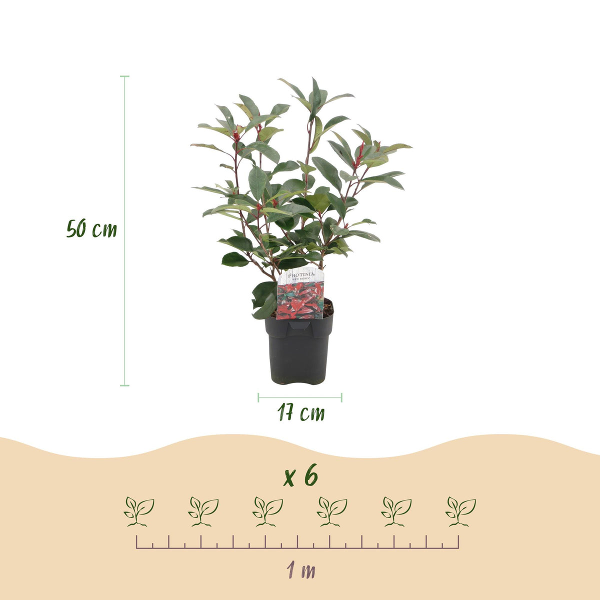 Photinia fraseri Red Robin, groeiwijze van de plant