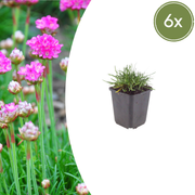 Armeria m. &