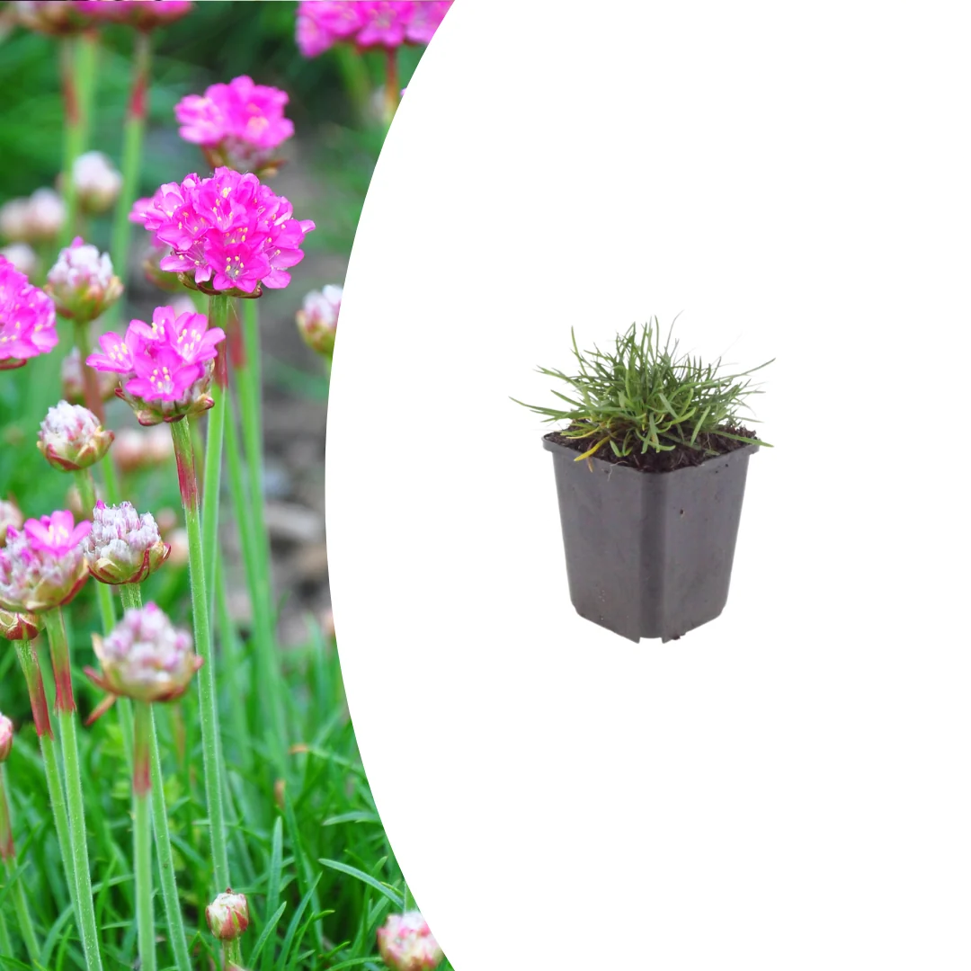 Armeria m. 'Splendens', groeiwijze van de plant