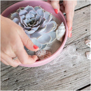 ROOTLESS Succulent Echeveria Lilacina in schaal &