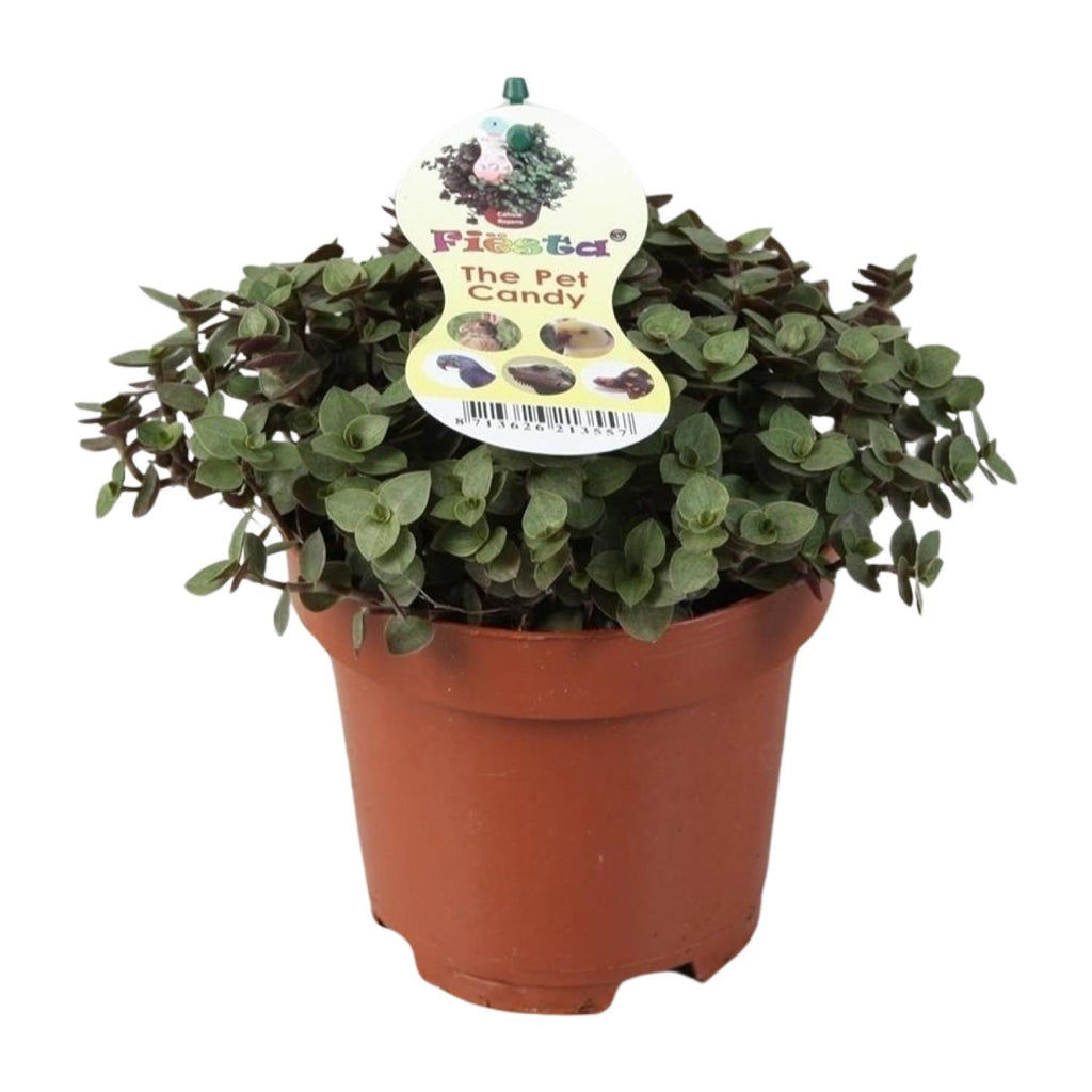 Productfoto van Calissia Repens