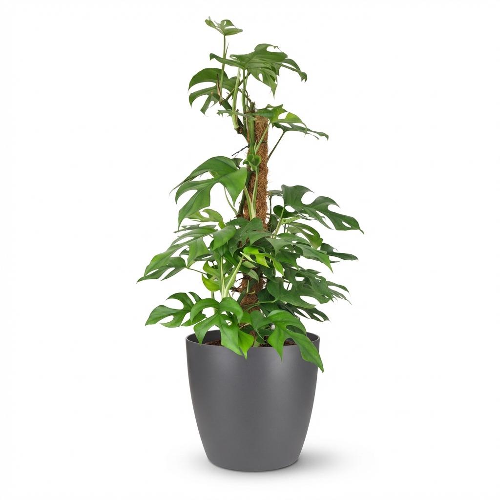 Mini Gatenplant - Monstera Minima Mosstok met grijze pot, plant in pot