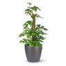 Mini Gatenplant - Monstera Minima Mosstok met grijze pot