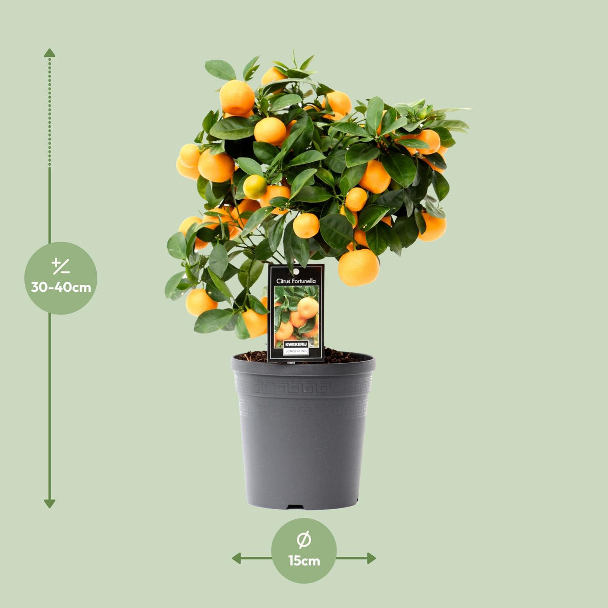 Detailfoto van Citrus Calamondin