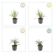 Liriope muscari &