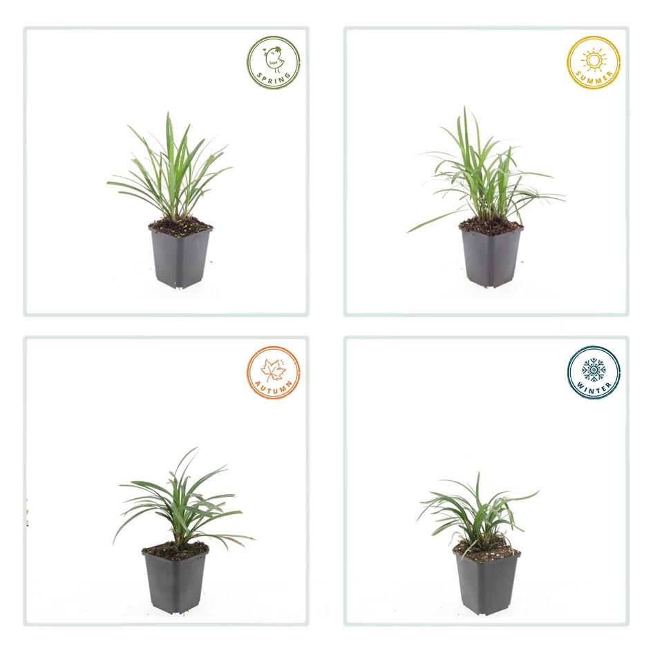 Liriope muscari 'Monroe White', groene bladeren