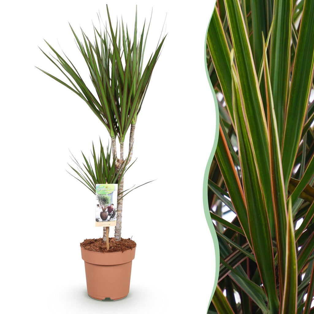 Dracaena Marginata, 70-80 cm hoog, detail van het blad