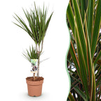 Dracaena Marginata, 70-80 cm hoog, detail van het blad