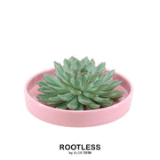 ROOTLESS Succulent Echeveria Pulidonis in schaal &