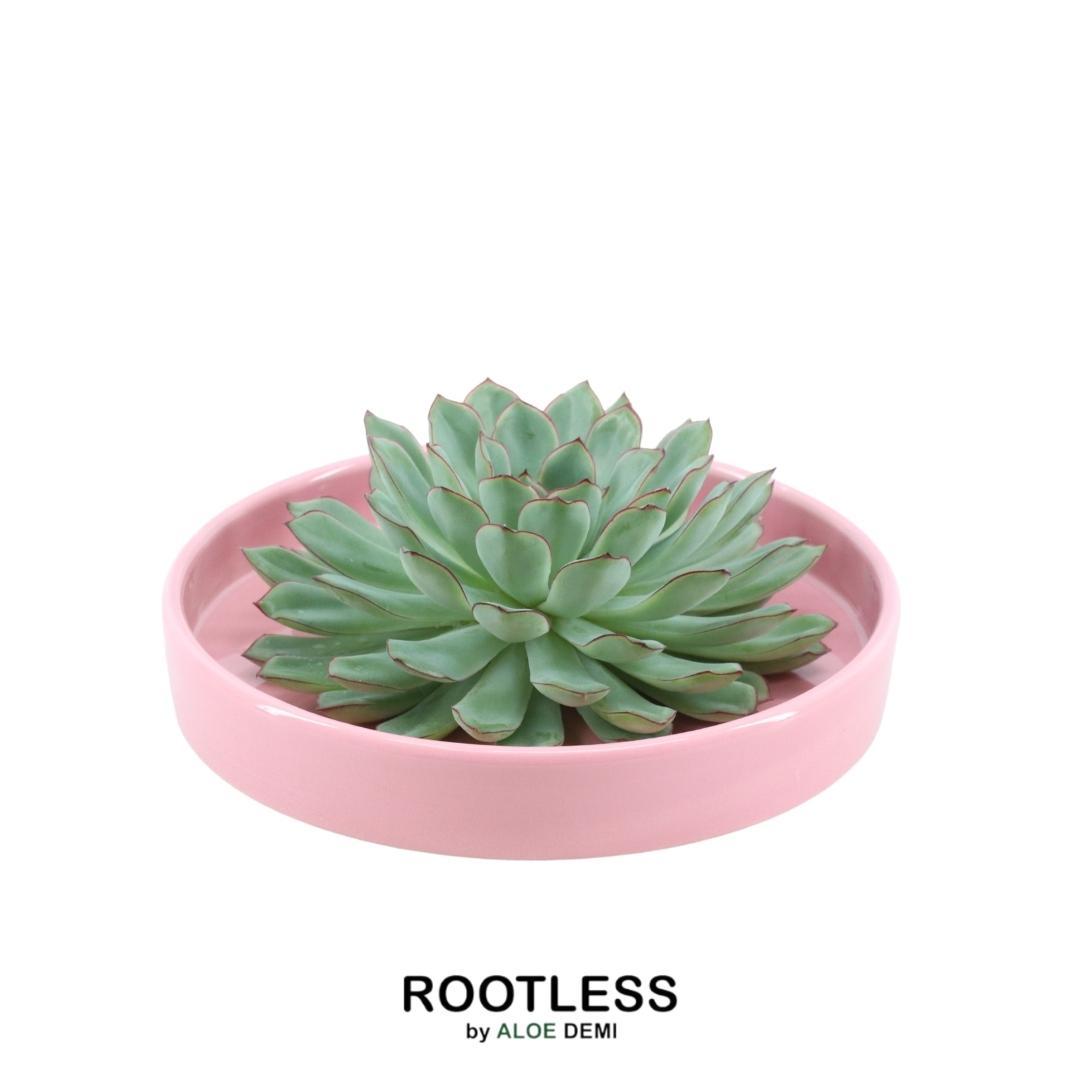 ROOTLESS Succulent Echeveria Pulidonis in schaal 'roze', groene bladeren