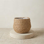 Mand Jorck bruin 26 cm, groeiwijze van de plant