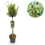 Euonymus fortunei Emerald Gaiety, detail van het blad