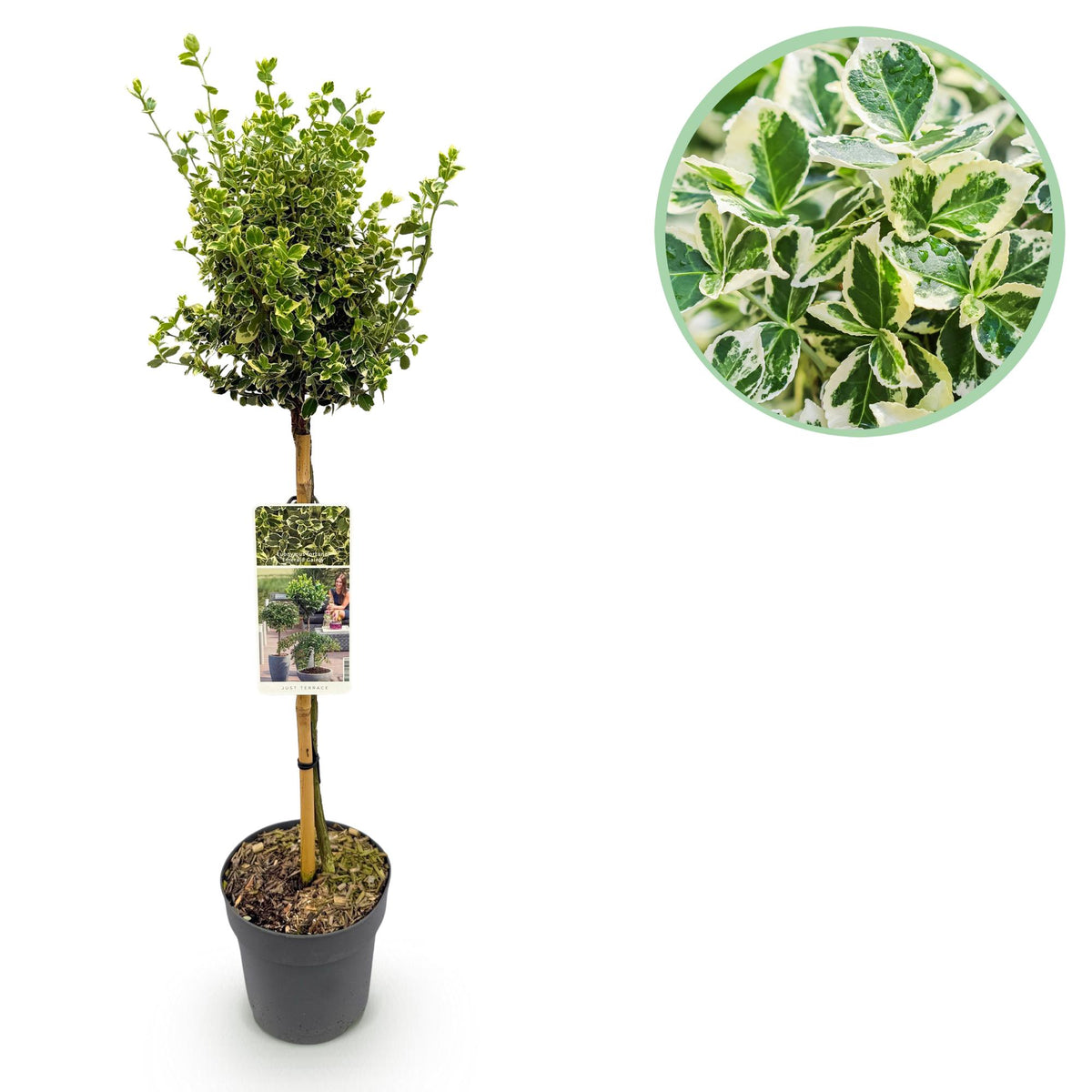 Euonymus fortunei Emerald Gaiety, detail van het blad