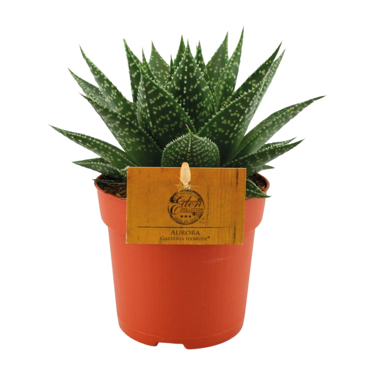 Productfoto van Gasteria Hybride Aurora