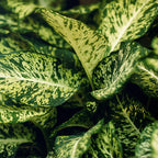 Diefenbachia Compacta met mand, kenmerkend blad